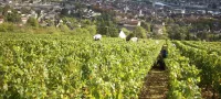 vignes Bourgogne Côte St Jacques Rouge