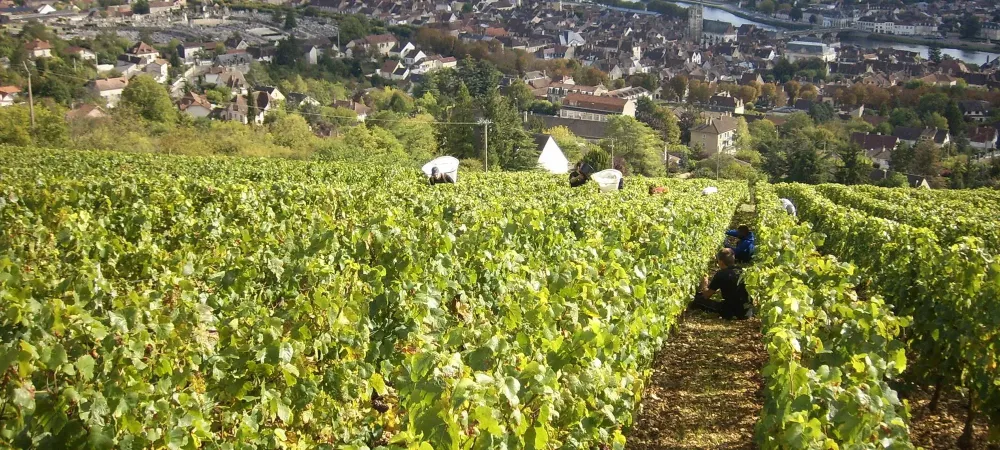 vignes Bourgogne Côte St Jacques Rouge